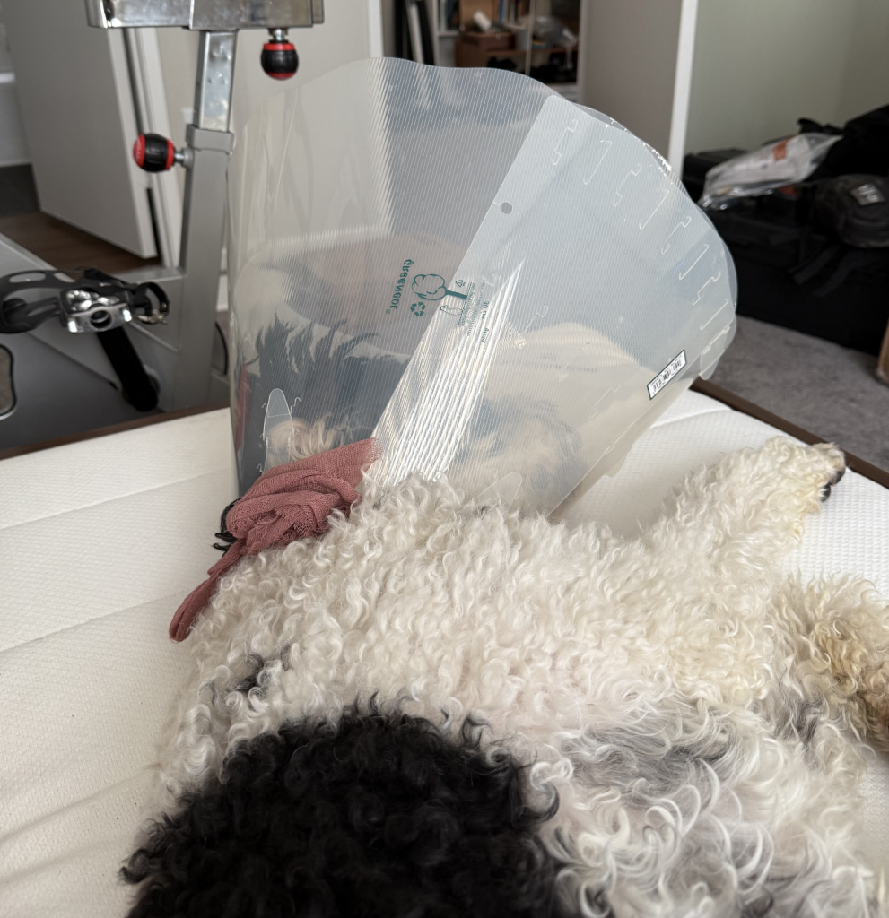 ペットのケガ平癒のご祈祷承ります。Recovery from injury for pet Gokito